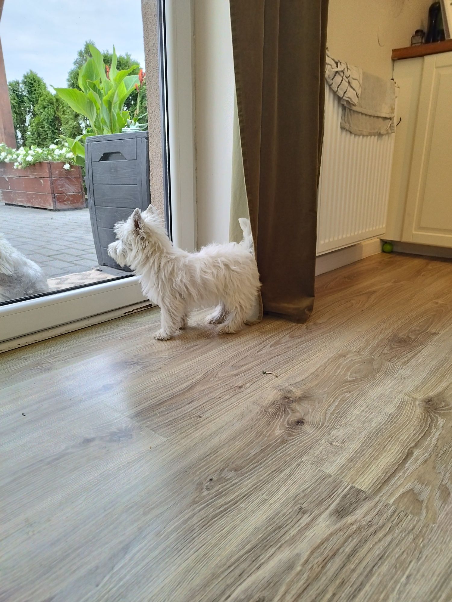 West Highland White Terrier