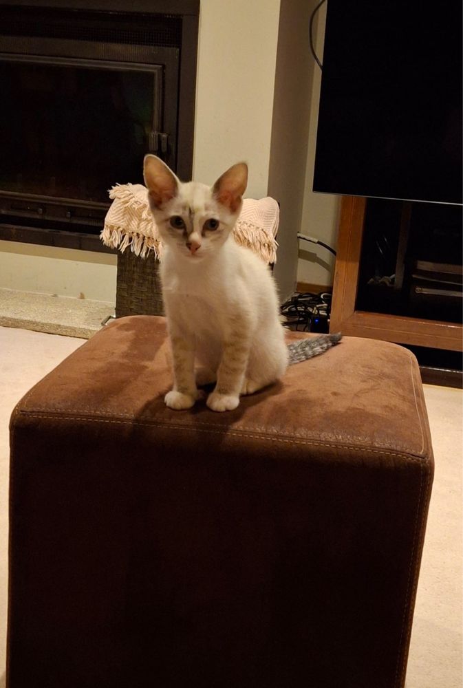 Gatinha para adoção responsável