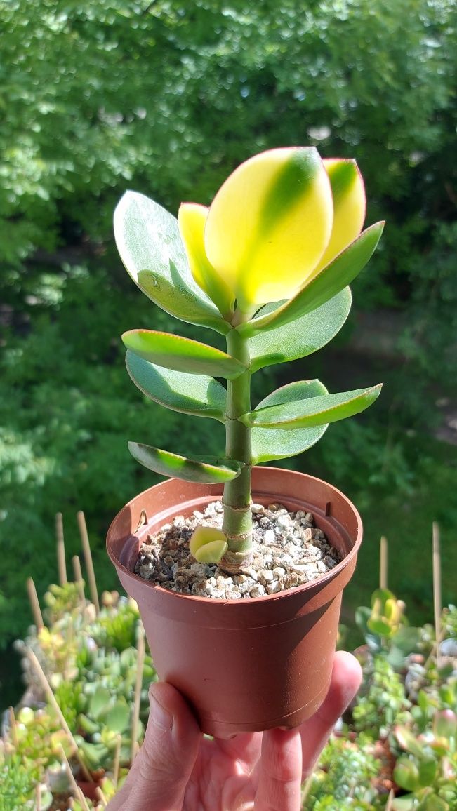 Crassula Kagetsu Maruba (Крассула Кагетсу Маруба)