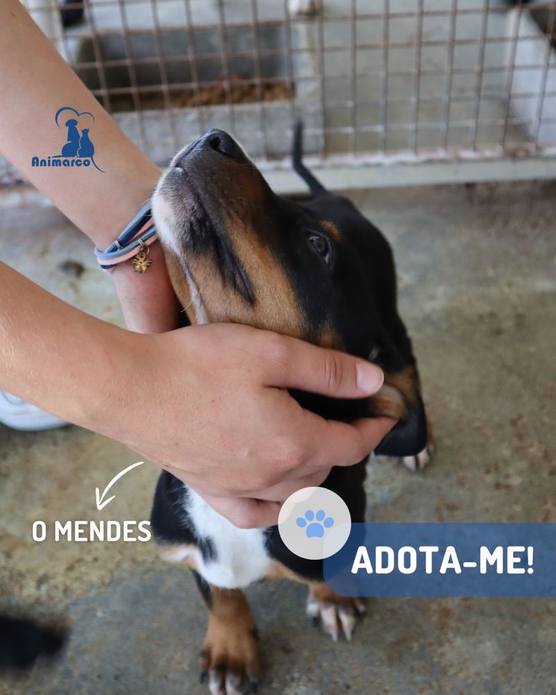 Mendes cachorro ficara porte medio