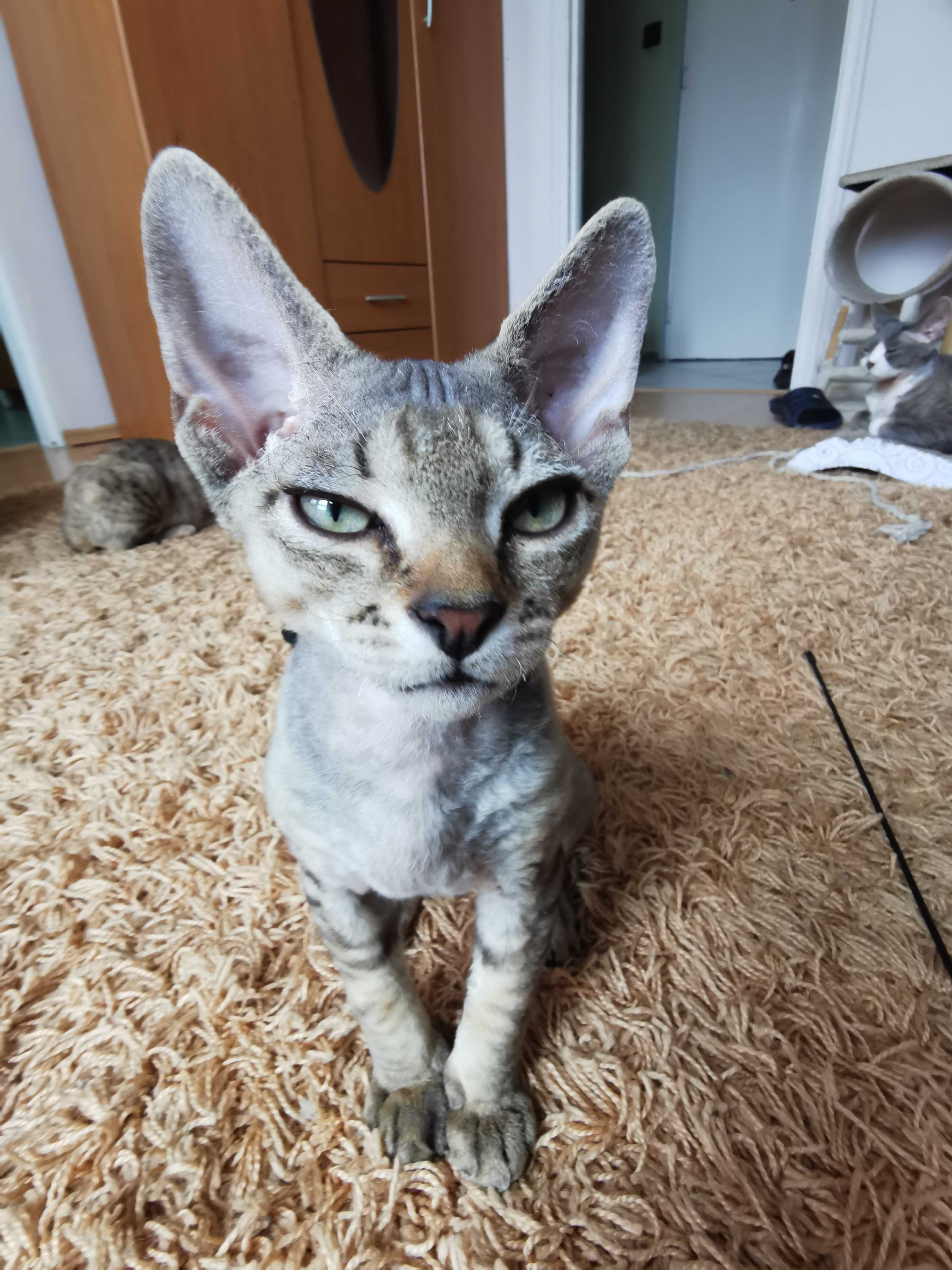 Devon rex gotowy do zmiany domu
