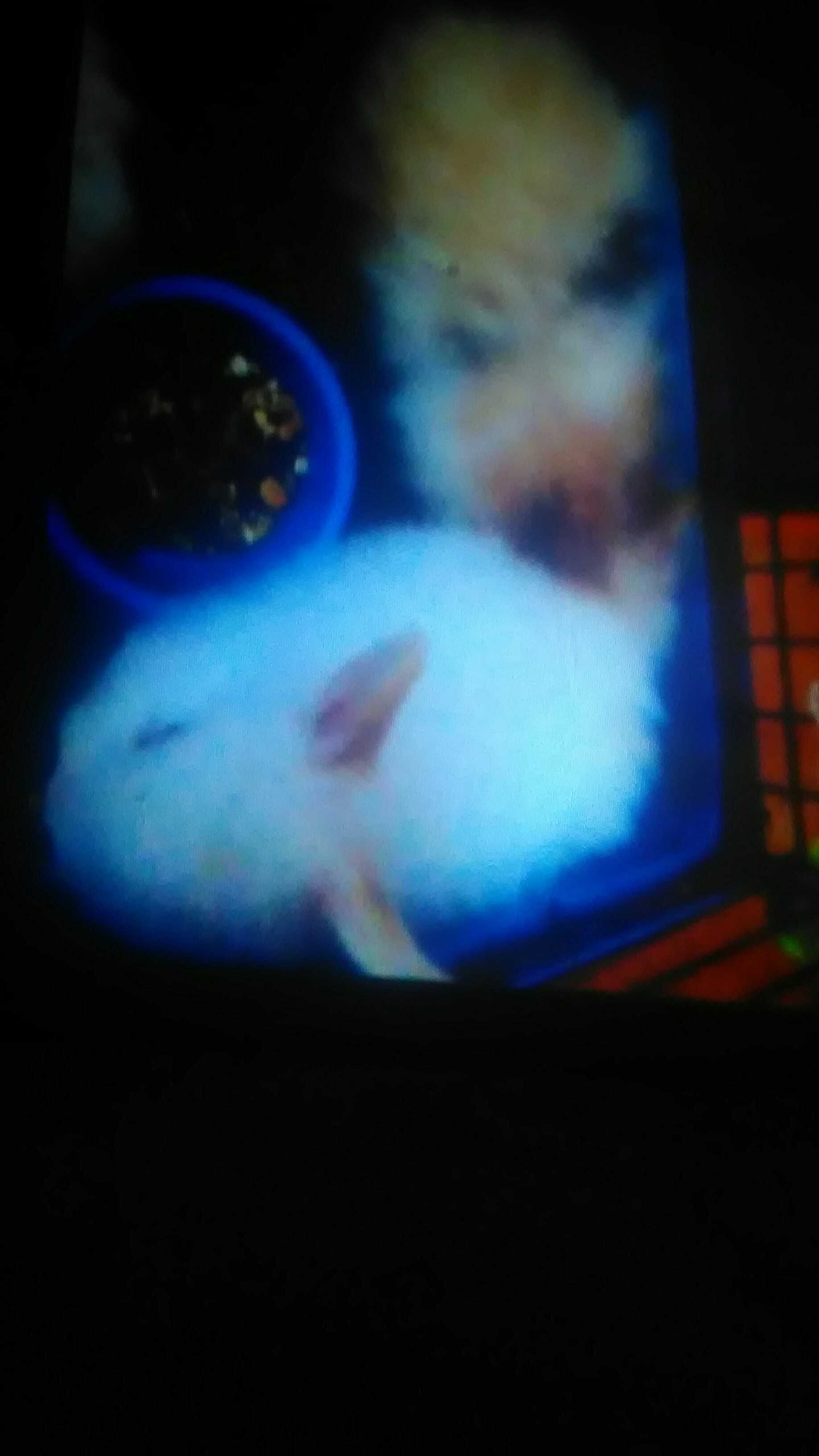 Coelhos anoes peludos
