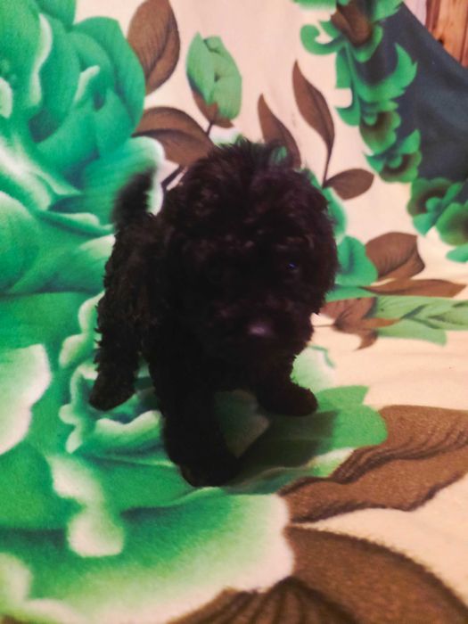 Szczeniaczek Maltipoo