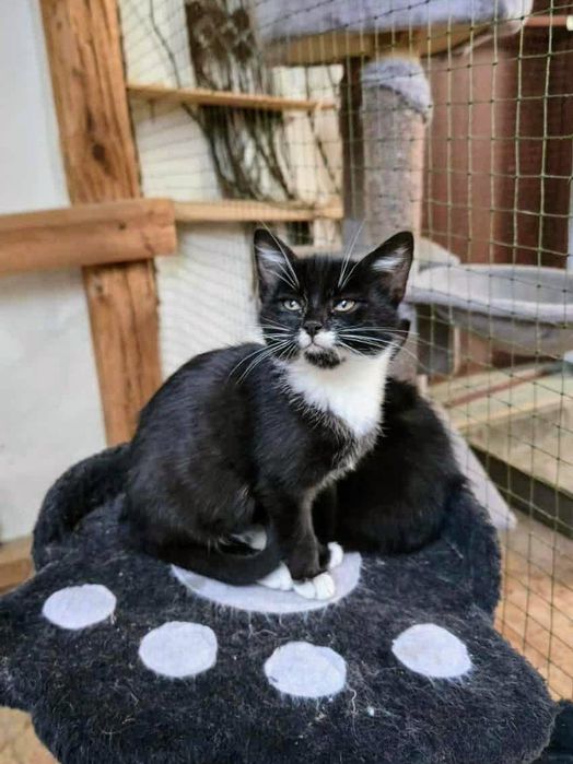 Śliczny i kochany Maksiu do adopcji,pokochaj kociaka,uratowany kot,cud