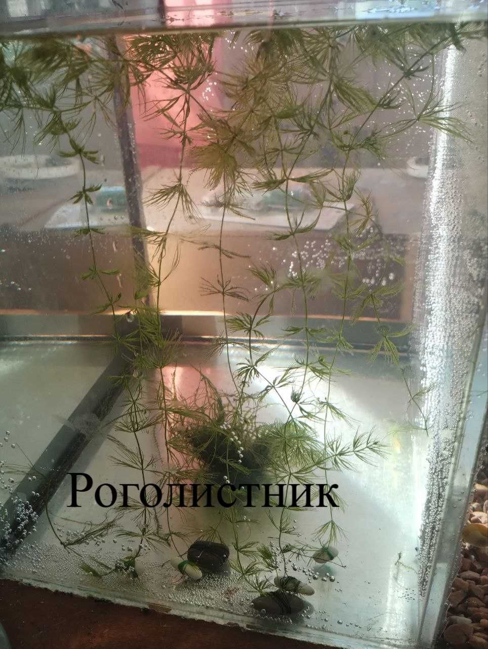 Продам гуппи, водоросли и улиток смотрите описание