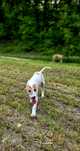 Chart angielski greyhound piesek