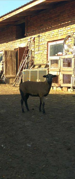 Owca/ samica kameruńska