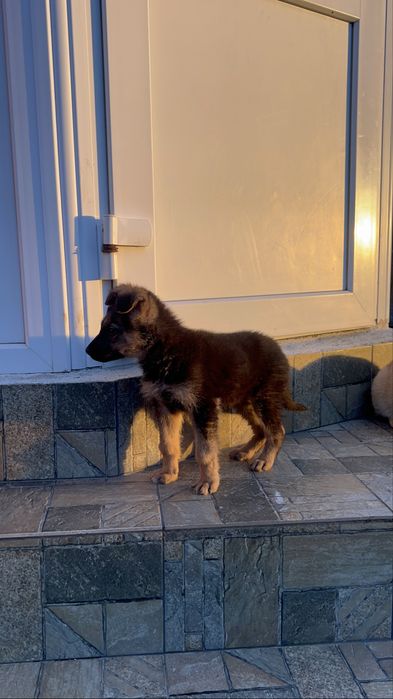 Віддамо безкоштовно цуцика овчара