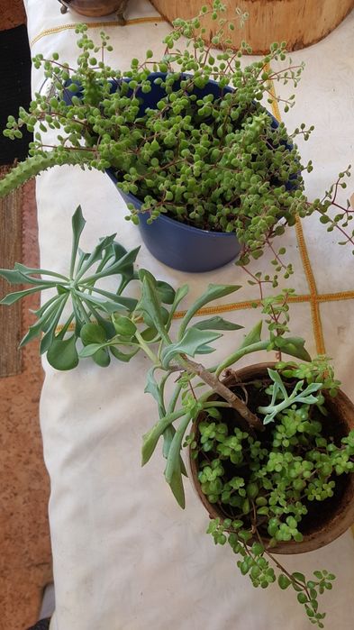 Três plantas em vaso