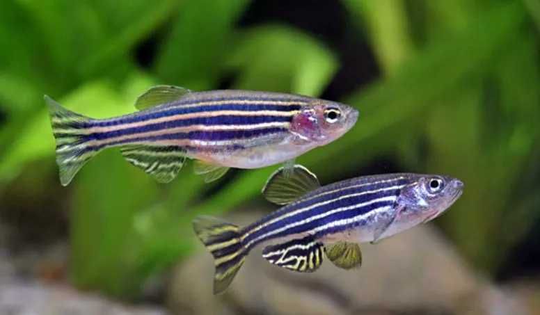 Danio pręgowany - Brachydanio zebra - Pręgowane - dowóz, wysyłka