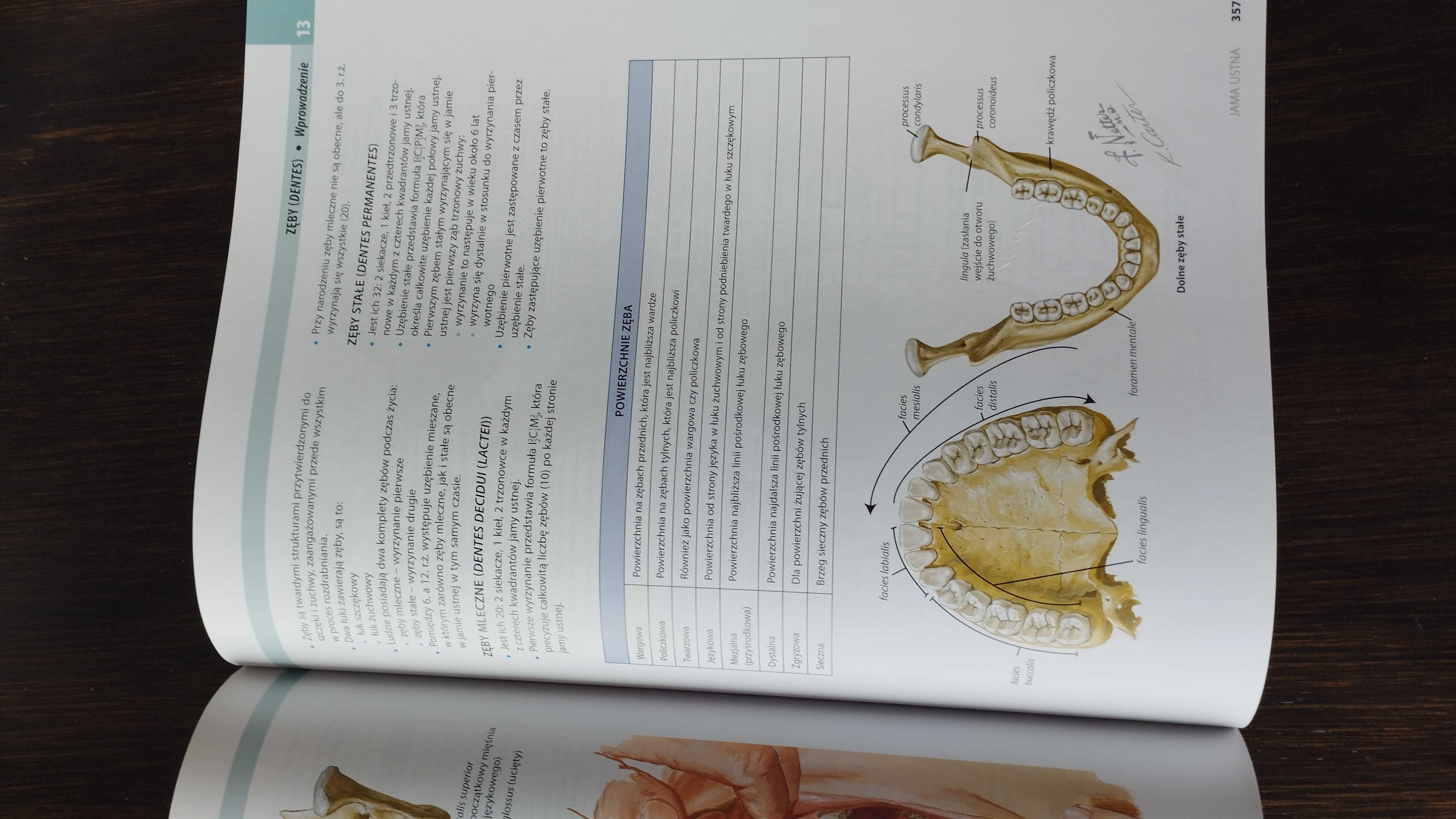 Atlas anatomiczny głowy i szyi dla stomatologów Nettera