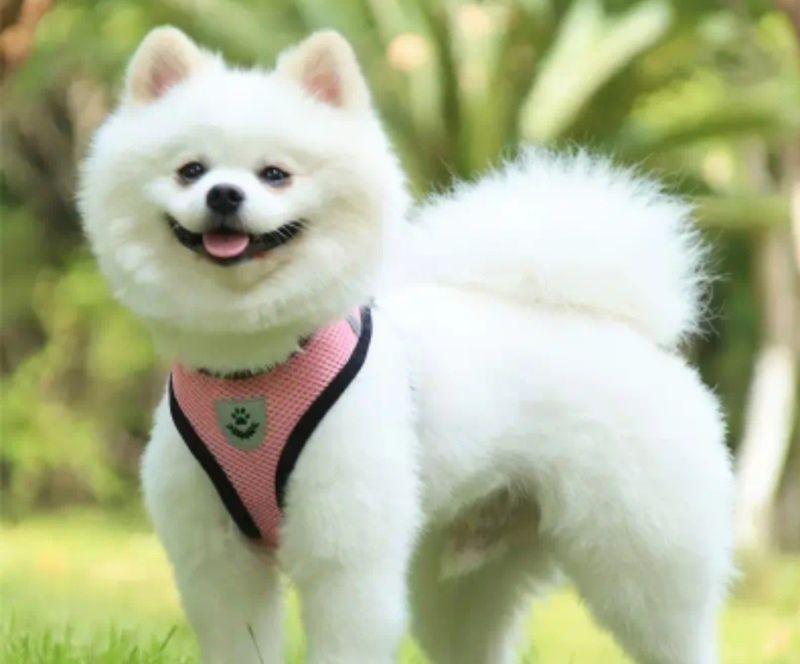 Шлея, жилет, поводок для собак