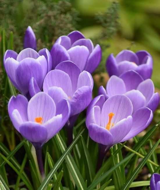 Krokusy mieszanka kilku odmian wielkokwiatowych 100 cebulek za 90 zł