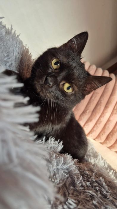 Czarna kociczka do pokochania