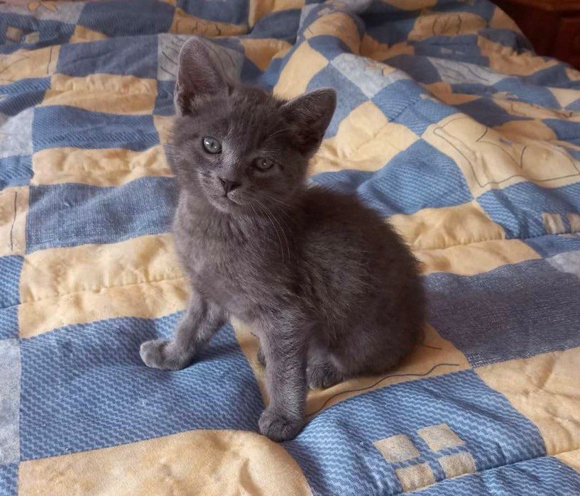 Scottish Stright macho