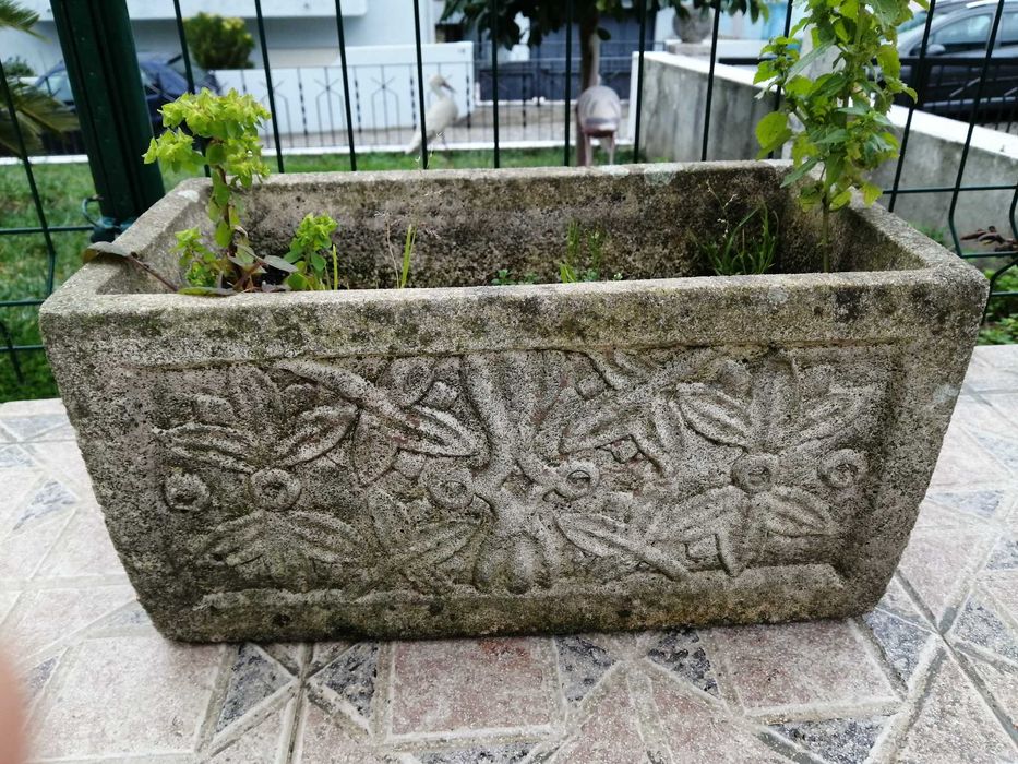 Planta Costela de Adão floreira antiga