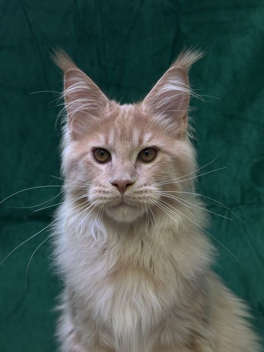 Maine coon хлопчик