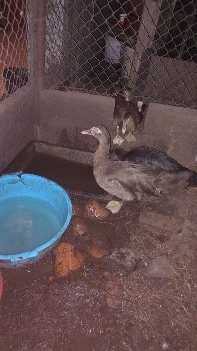 Vende se galinhas, frangos e patos