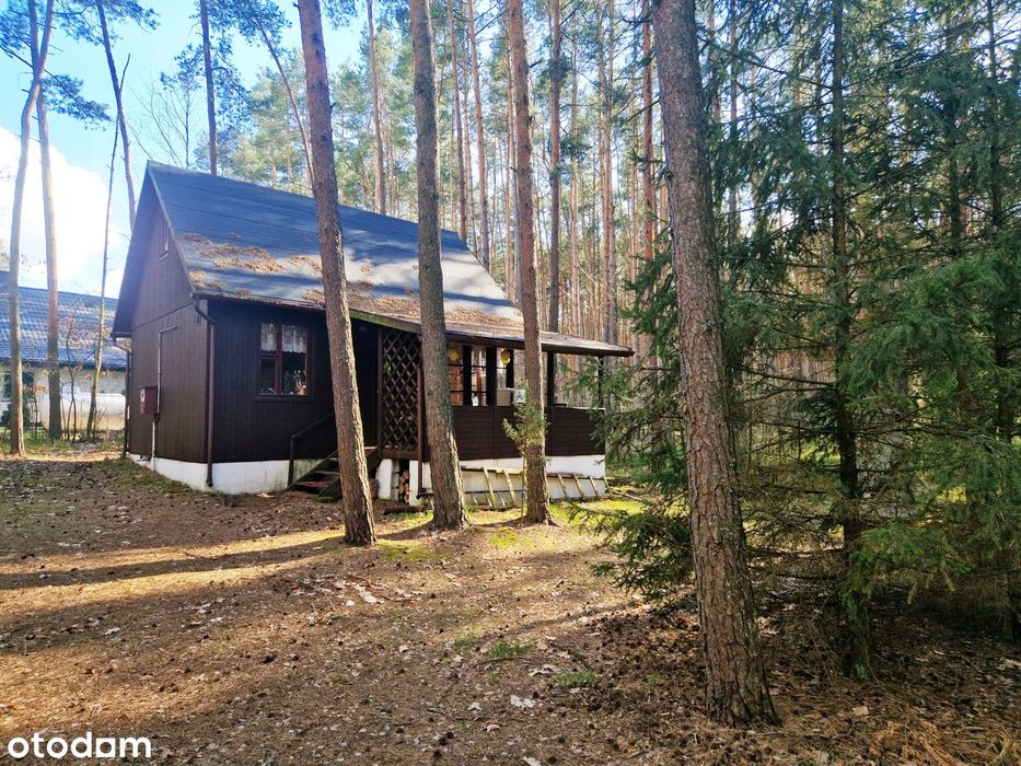 Duża działka 4800m² (złożona z trzech mniejszych) z drewnianym domkiem