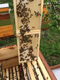 Продам бджолосімʼї Карніка