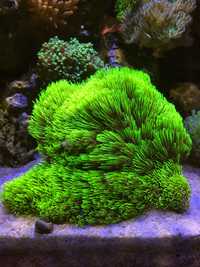 Coral mole Green Star Polyps