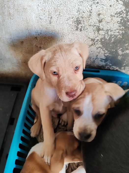 Cães raça indefinida para adoção