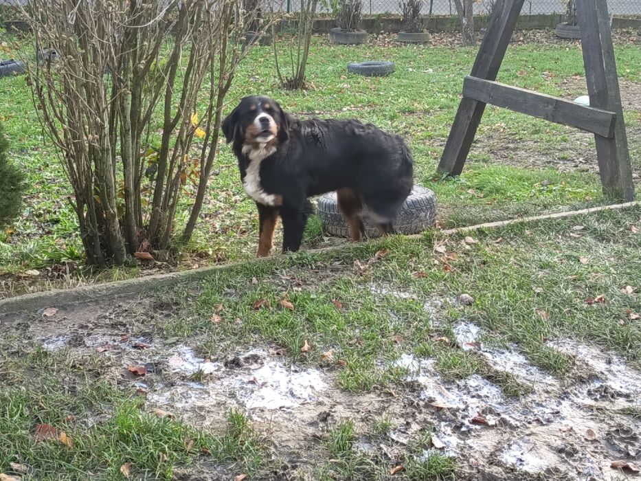 Berneński pies pasterski