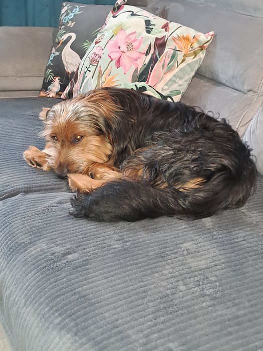 #Trójmiasto Domowa opieka nad psem.