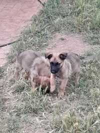 Cachorros bonitos para adopção