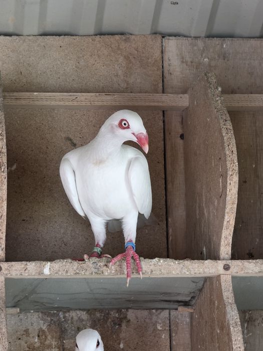 Biały nakrapiany duński lotny