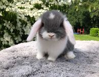 KIT Coelhos anões orelhudos, mini lop super inteligentes e dóceis