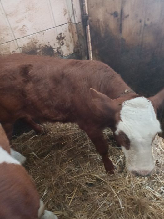 Byczek ładnej budowy