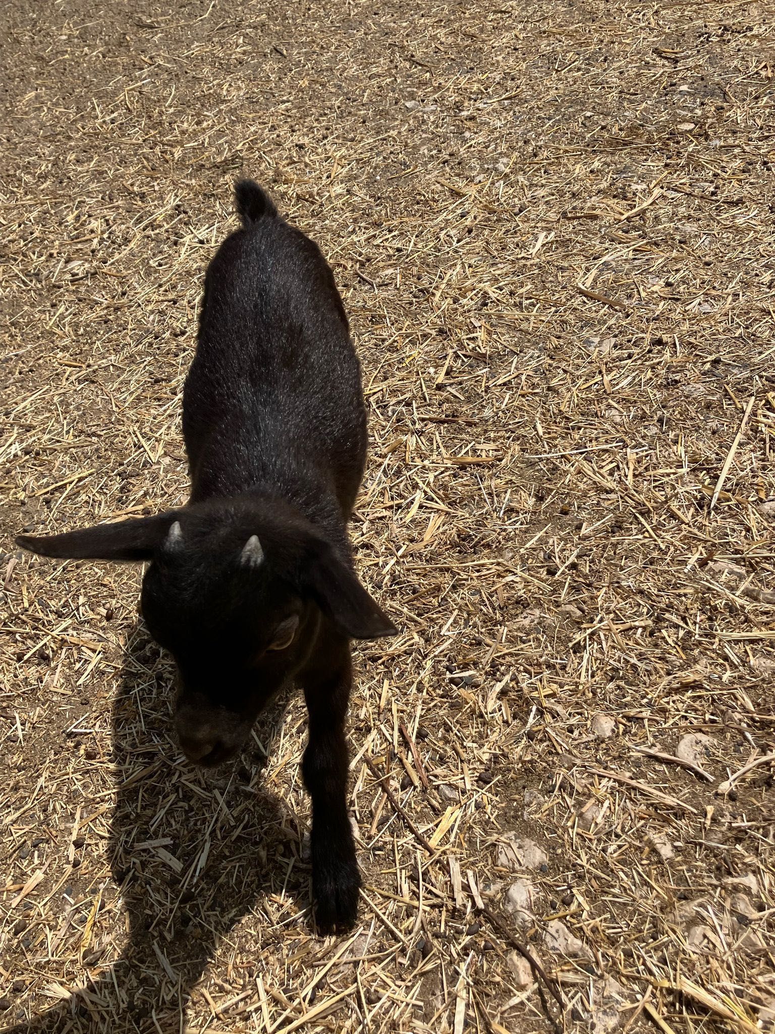 Cabras anãs bebés