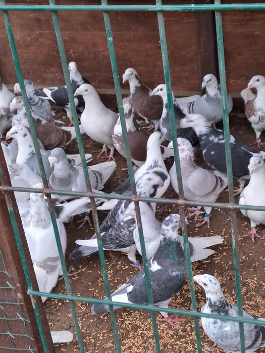 Golebie staropolskie