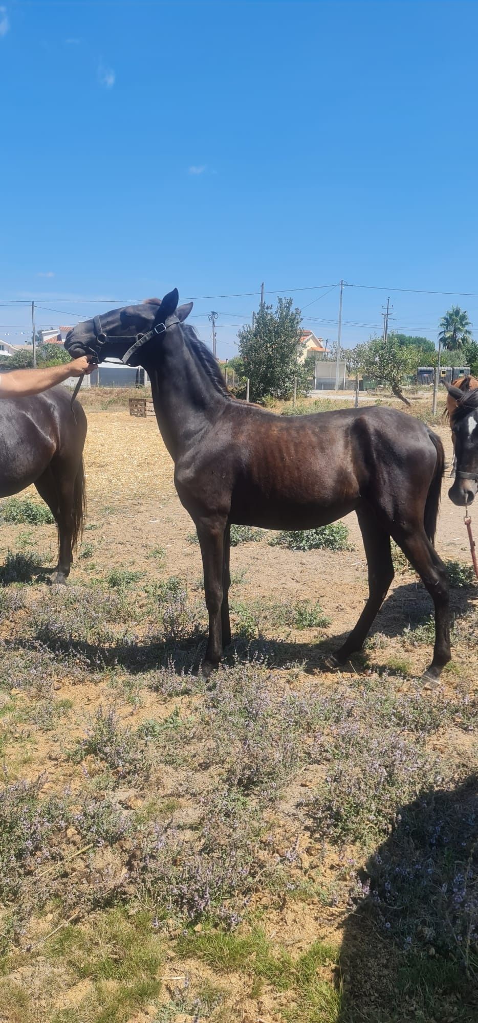 poldro de ano lusitano