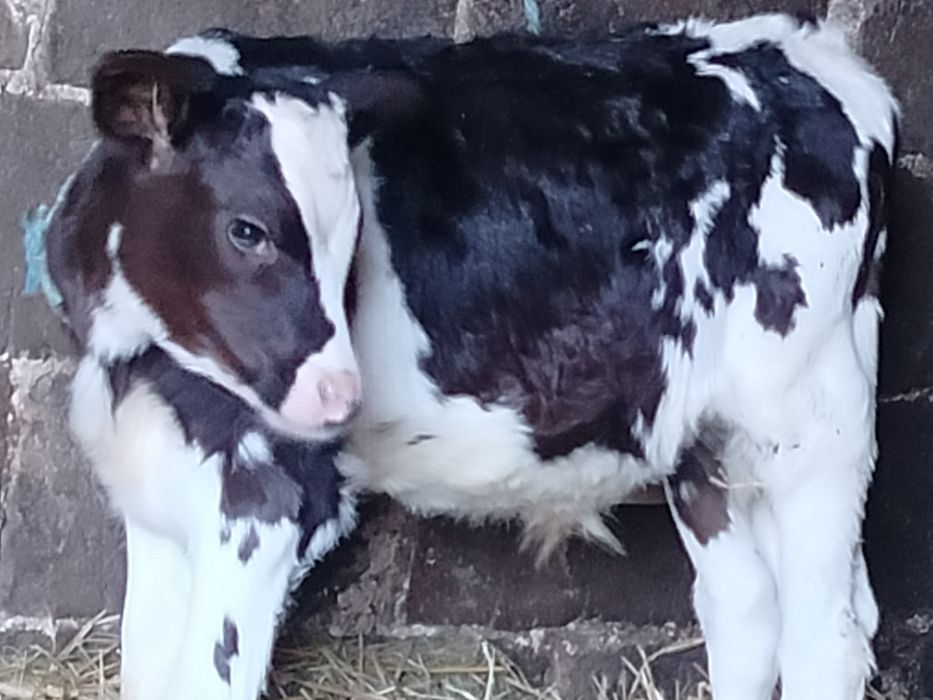 Jałówka Byczek Dwa miesiące