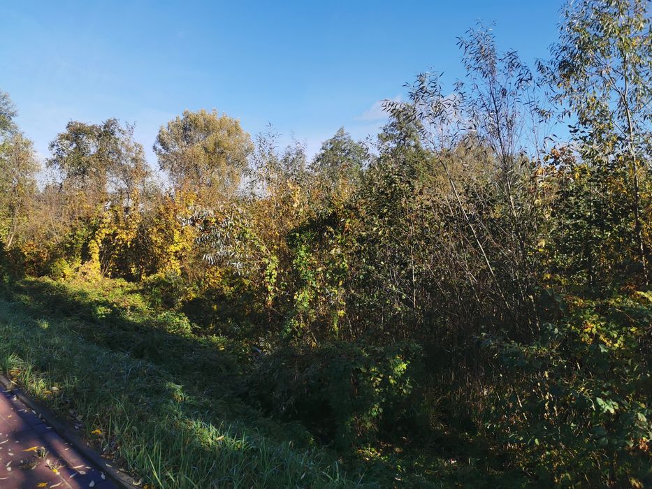 Do zabrania oddania za darmo drzewa samosiejki, gałęzie