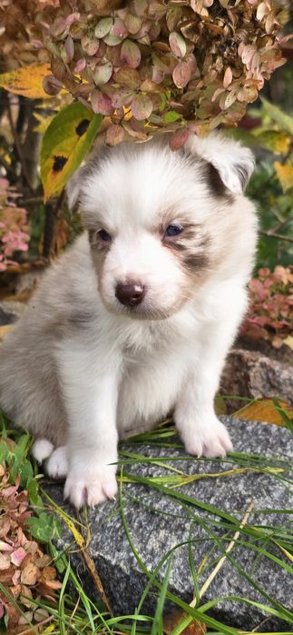 Border collie piesek -red merle ZkwP FCI