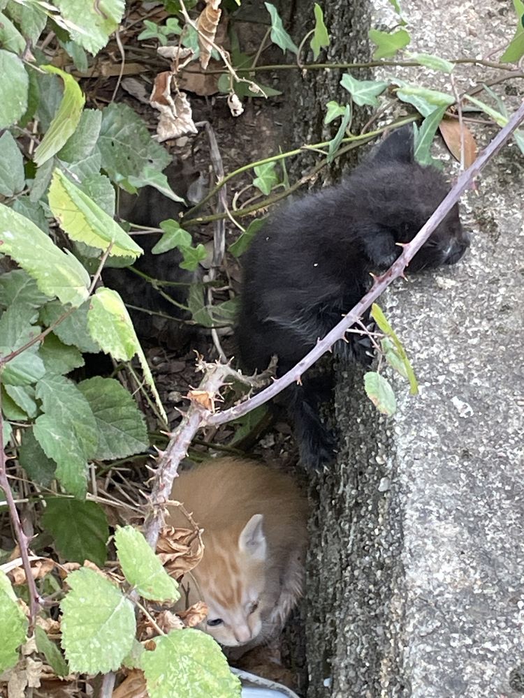 Adopção responsável - Gatos com 2 semanas