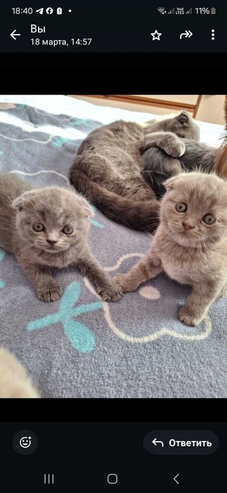 Британські кошенята