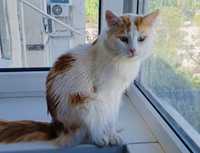Котик Барик 1.5г  турецкий ван, породистый, ласковый кот рыжий белый
