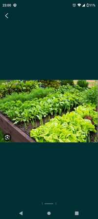 Ogród warzywny warzywa warzywnik