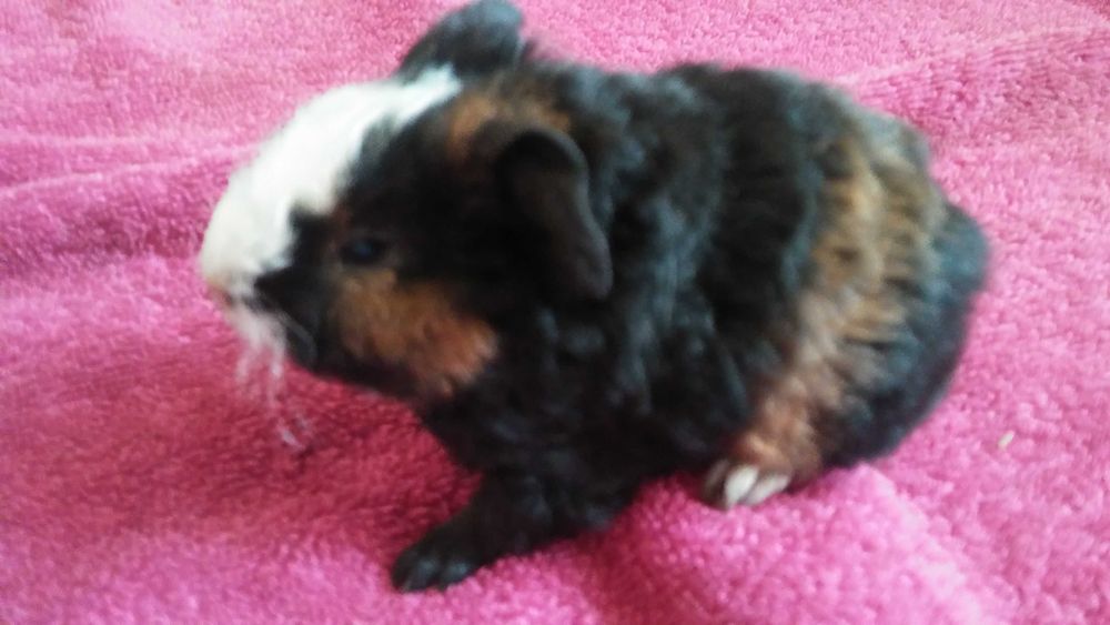 małe świnki morskie (teddy) - dziewczynki