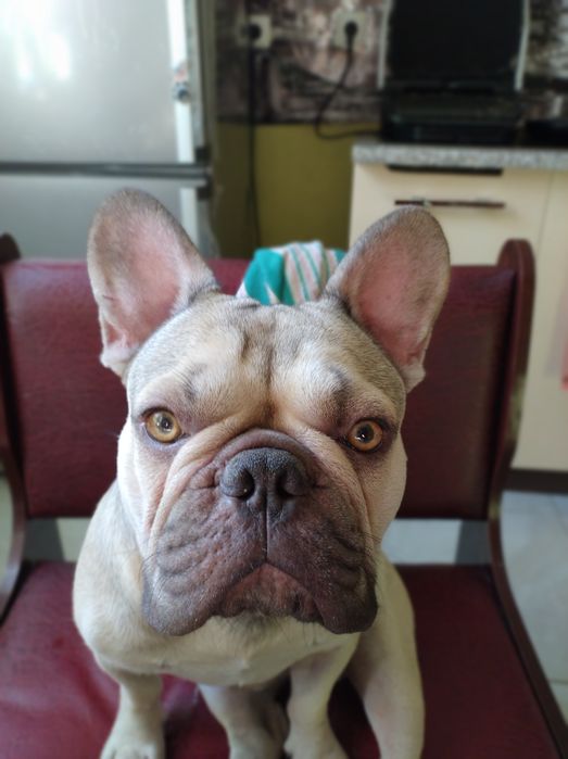 Вязка-Француз блондин.(мальчик)