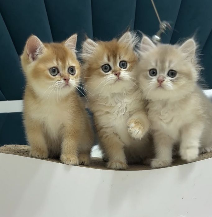 Терміново!!! Шотландці хлопчики та дівчатка