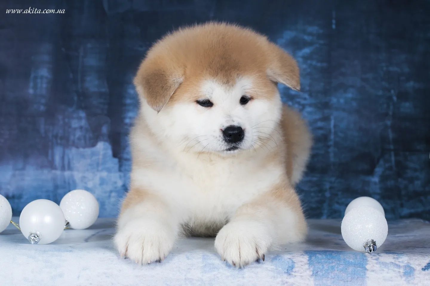 Akita, щенки акита ину, японская акита
