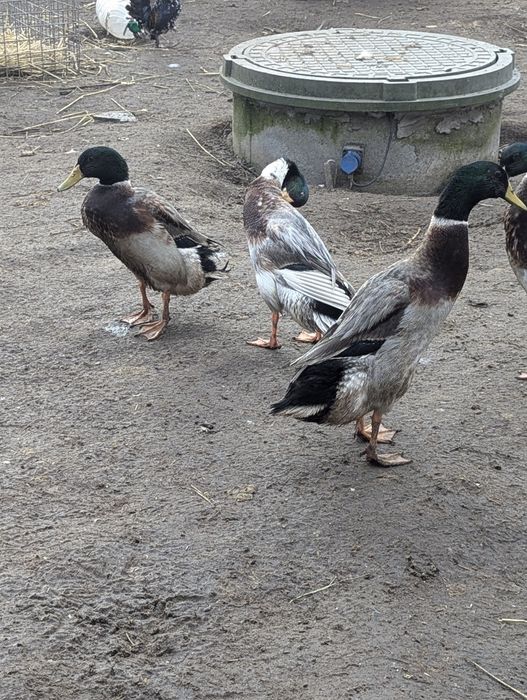 Продам качурів індійського бігунка, 6 місяців