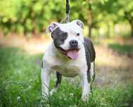 Amstaff mocnej budowy.