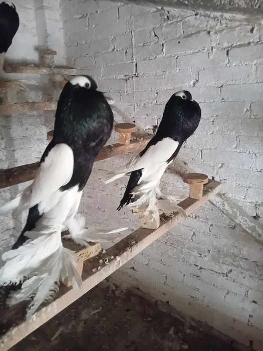 Gaeracze czeskie siodlate