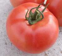 Sadzonka rozsada pomidorów Malinowy VP2 F1